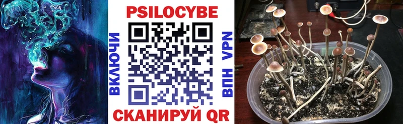 Псилоцибиновые грибы Psilocybe  где купить   Ессентукская 